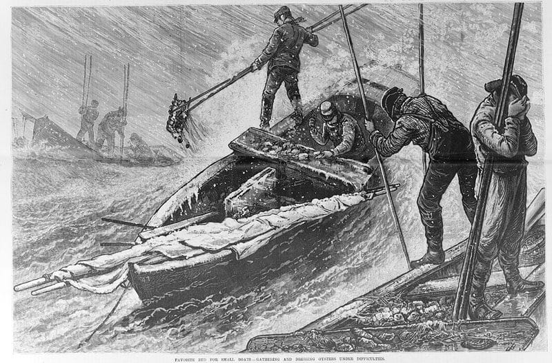 Ảnh minh họa công việc ăn trộm hàu của Jack London