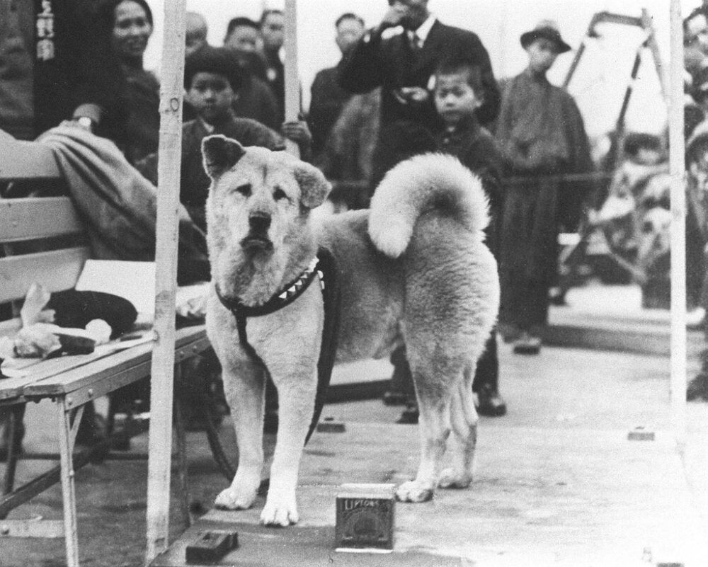 Hachiko ngoài đời thực