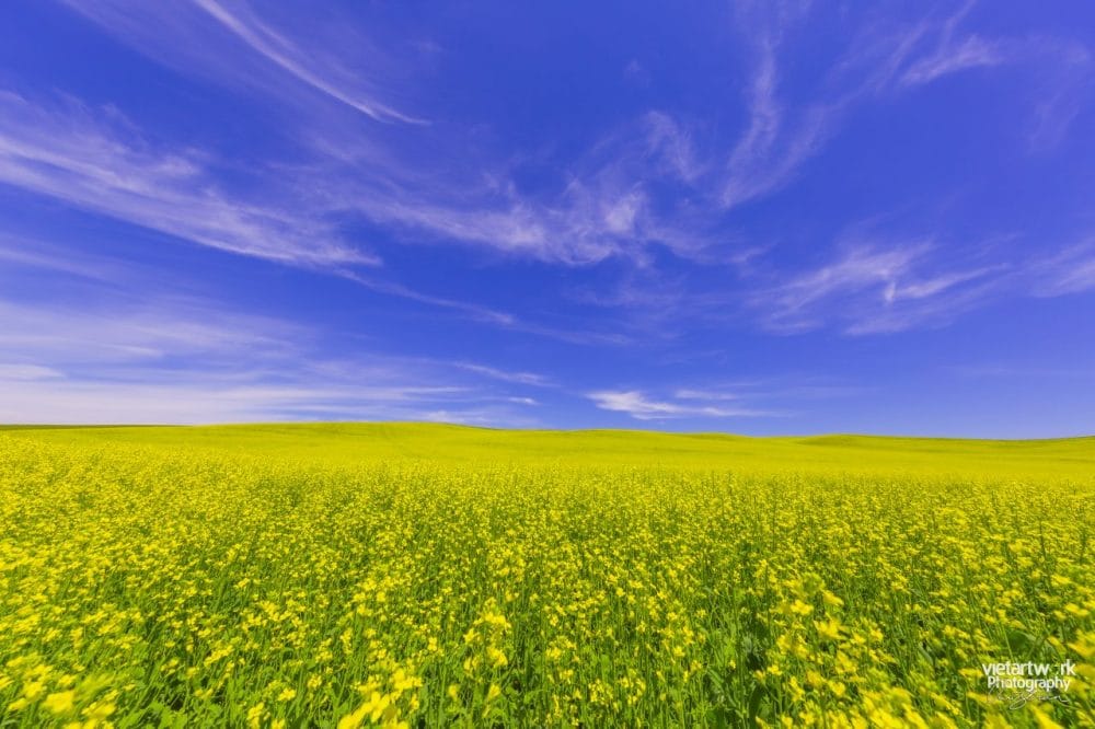 Hoa cải vàng ở Palouse