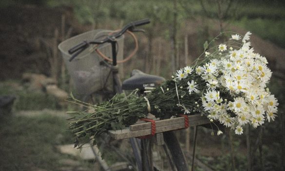 Có mùa yêu chết đi một nửa