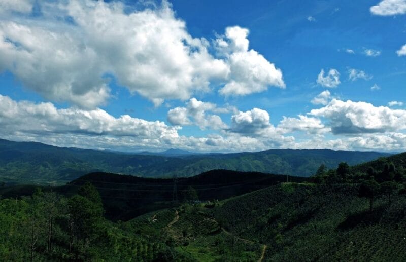 Hình ảnh rừng xà nu trải dài đến tận chân trời