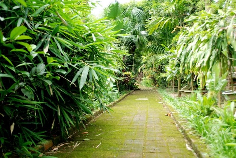 Ngõ trúc nơi Nguyễn Khuyến sinh sống