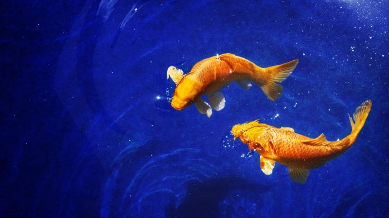 Nhạy cảm và tinh tế là hai đặc điểm tính cách nổi bật của đàn ông có mặt trăng Song Ngư 