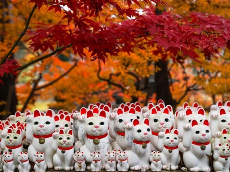 Mèo may mắn Maneki-neko là biểu tượng của ngôi đền